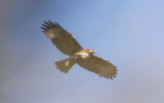 Bald Eagle - ML646696442