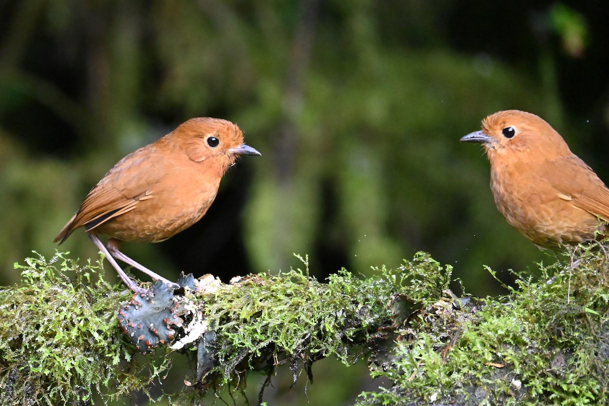 Equatorial Antpitta - ML646696443