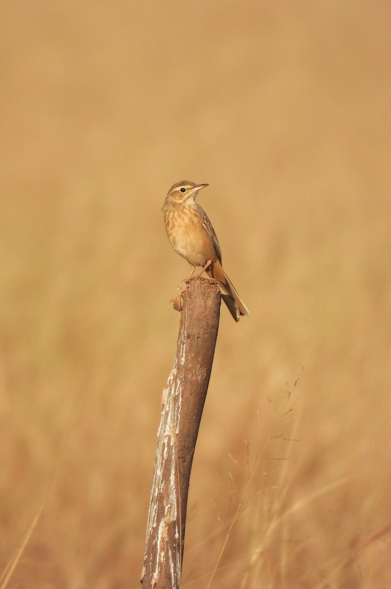 ハシナガビンズイ - ML646696444