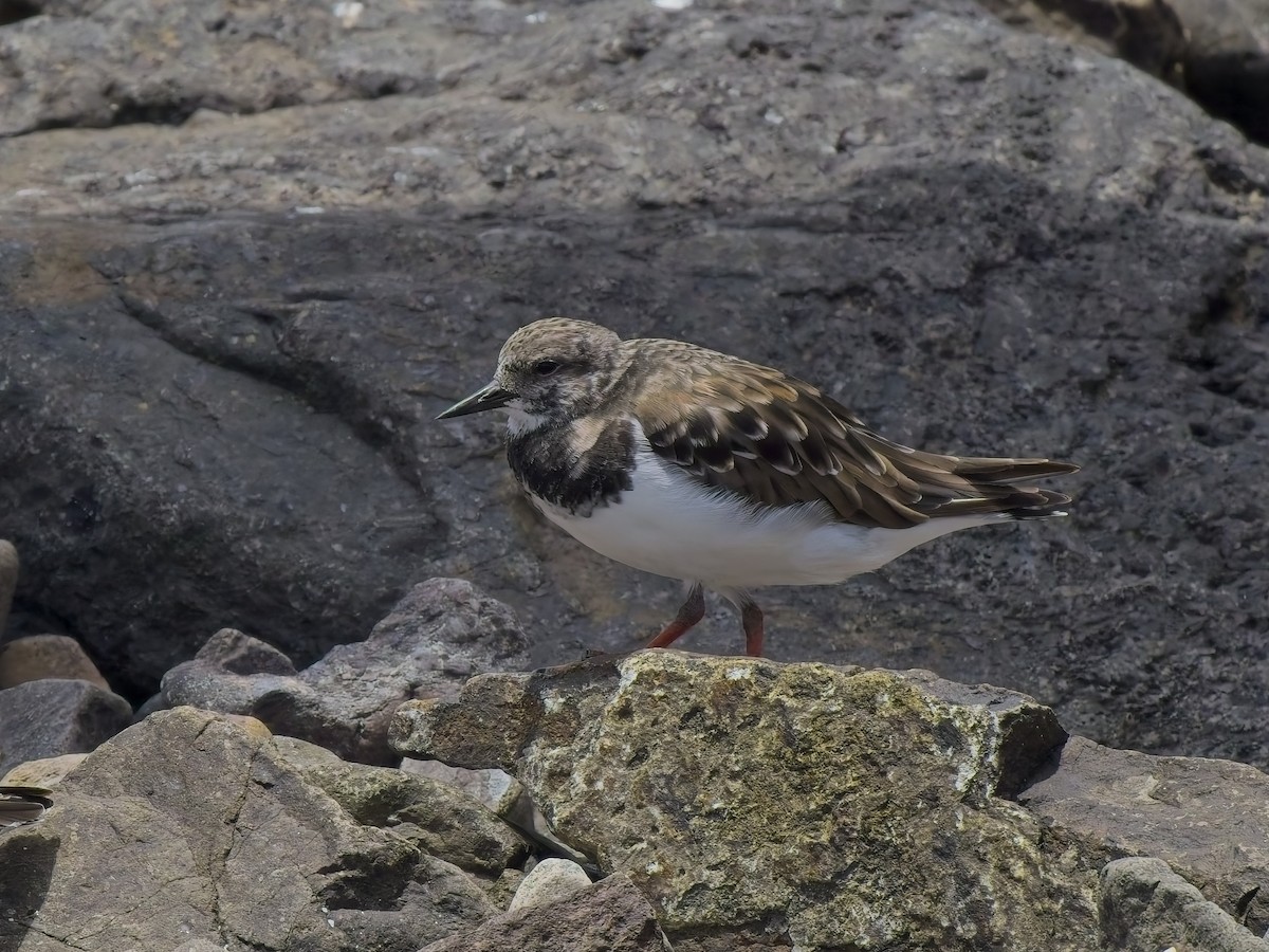 Ruddy Turnstone - ML646696446