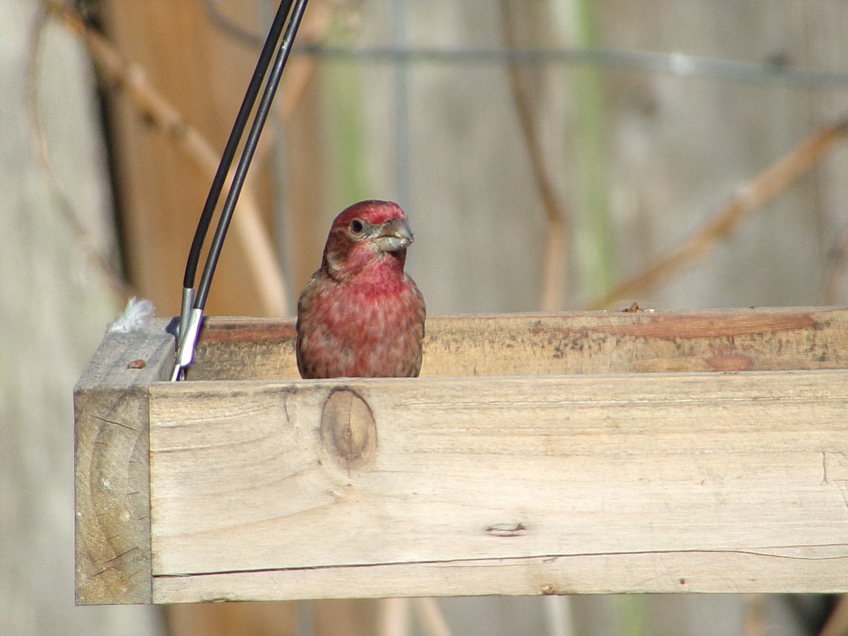 House Finch - ML646696448