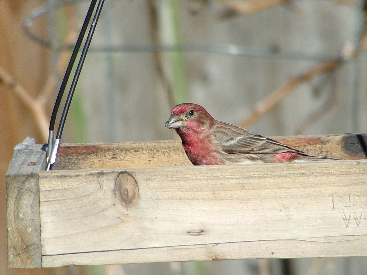 House Finch - ML646696449