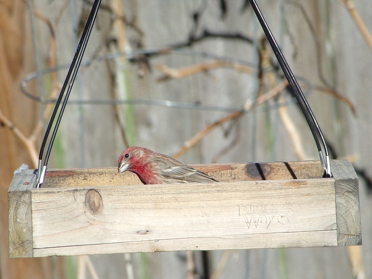 House Finch - ML646696450