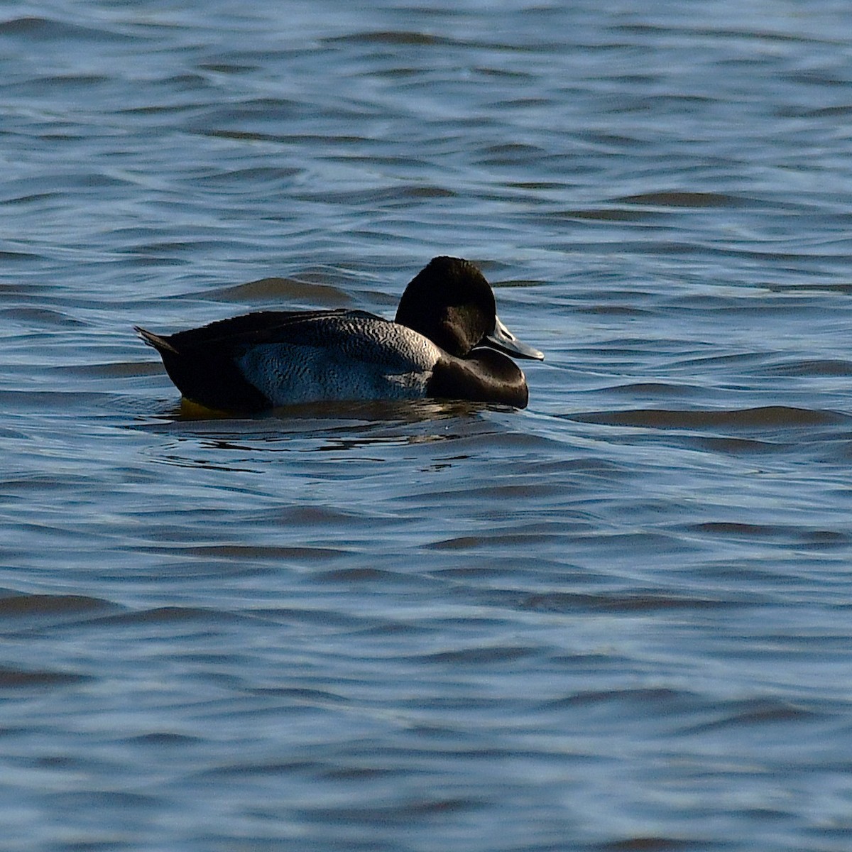 コスズガモ - ML646696451