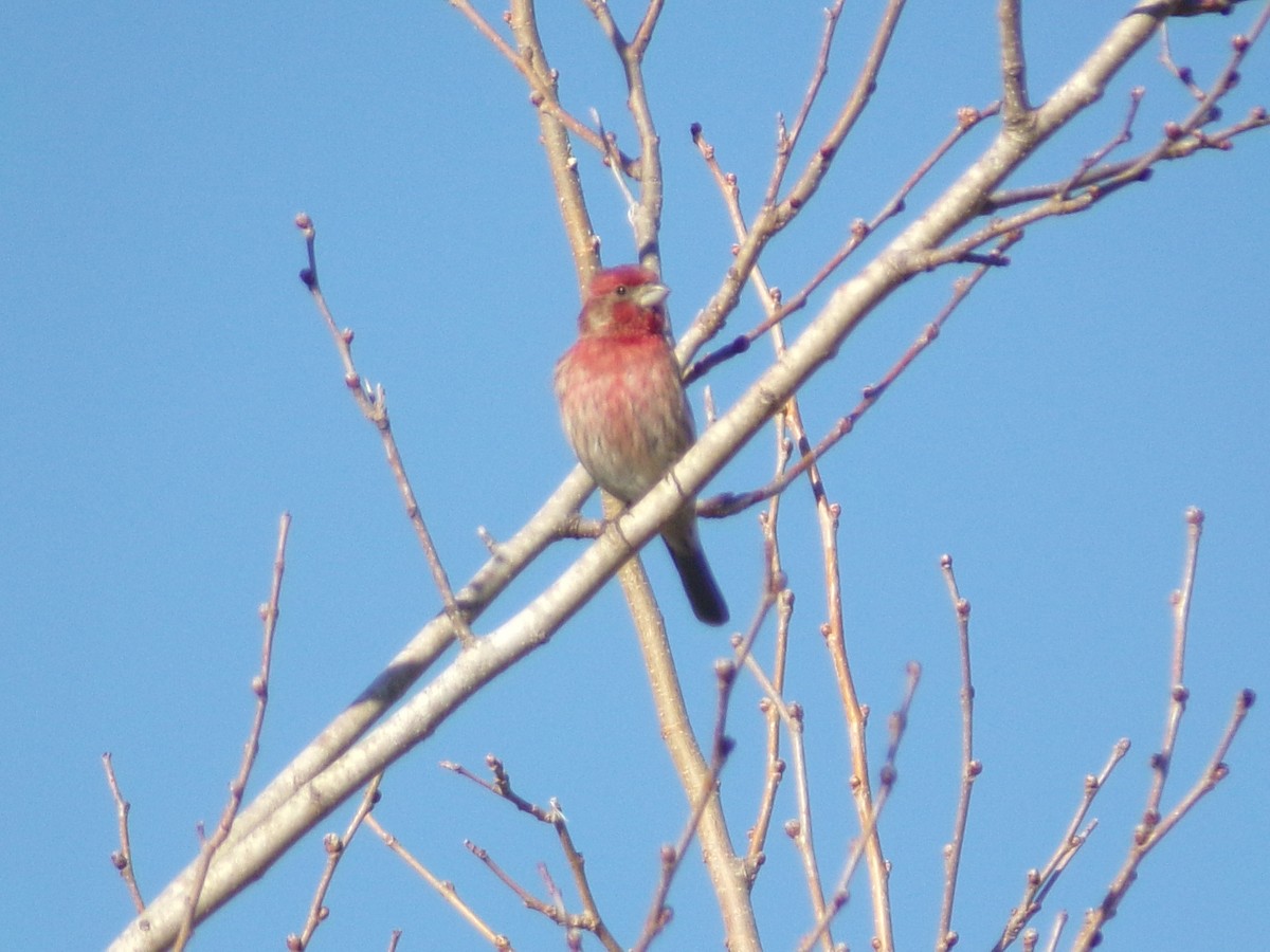 House Finch - ML646696452