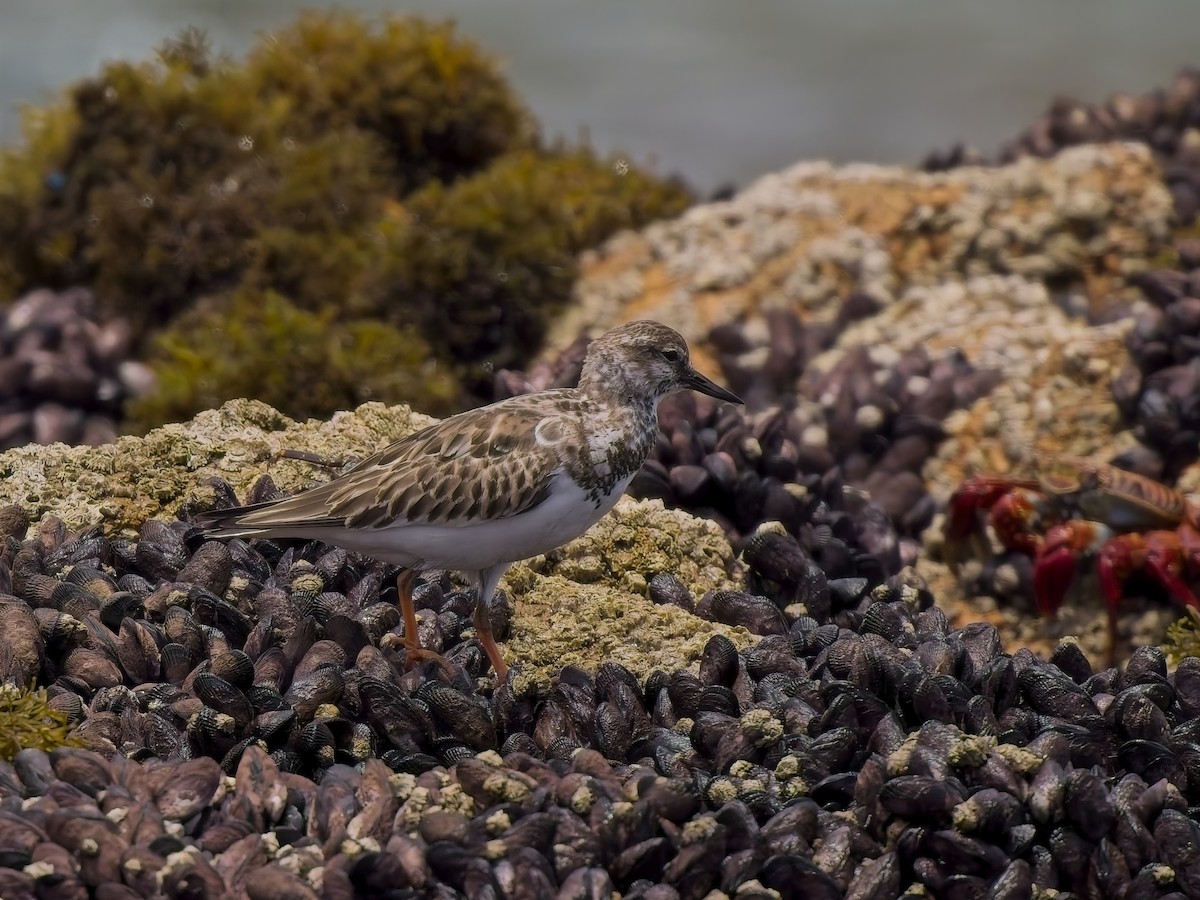 Ruddy Turnstone - ML646696454