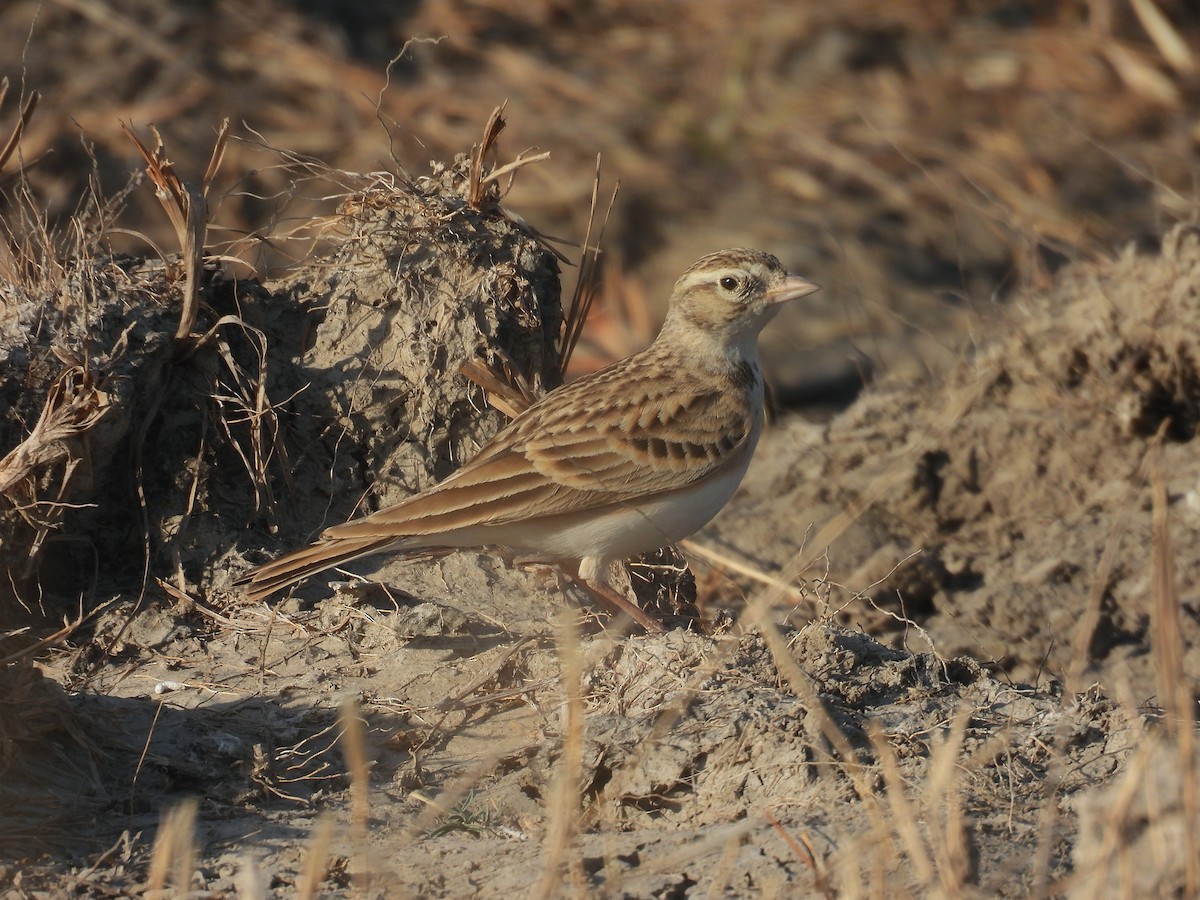 Greater Short-toed Lark - ML646696455