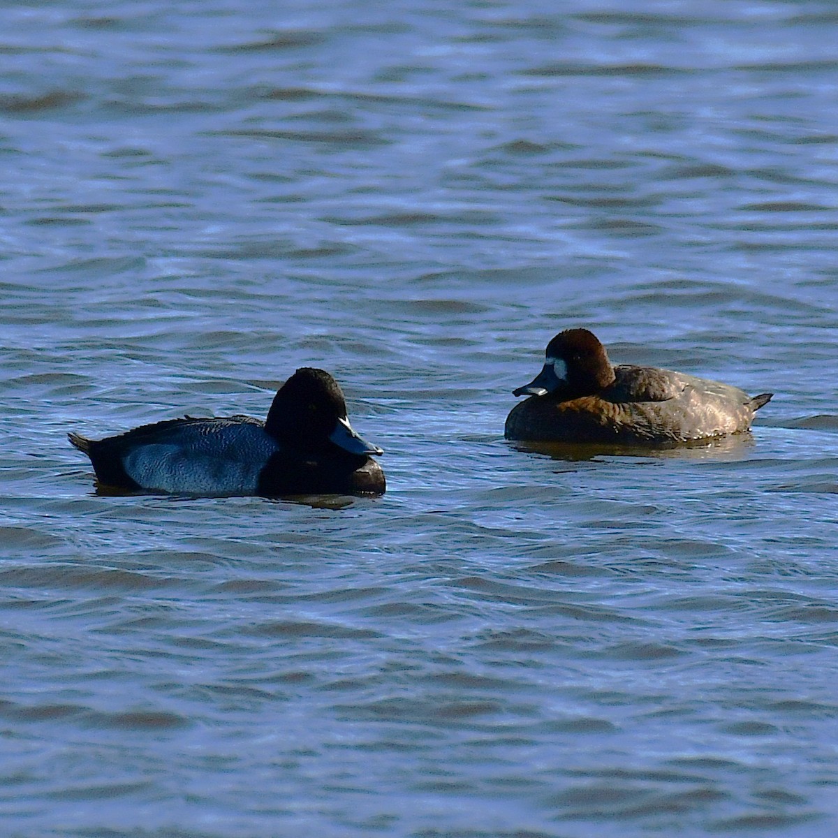 コスズガモ - ML646696456