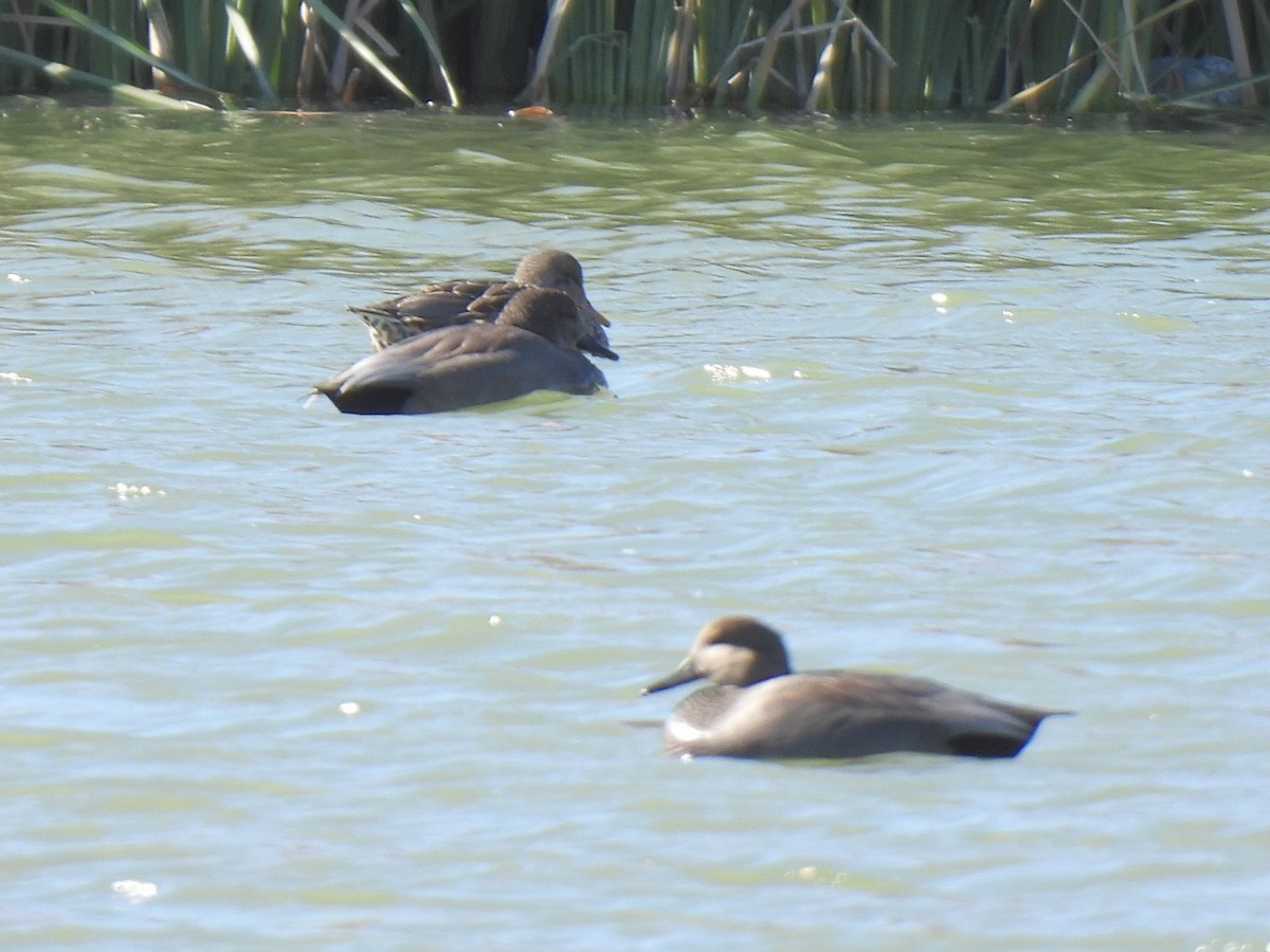 Boz Ördek - ML646696457