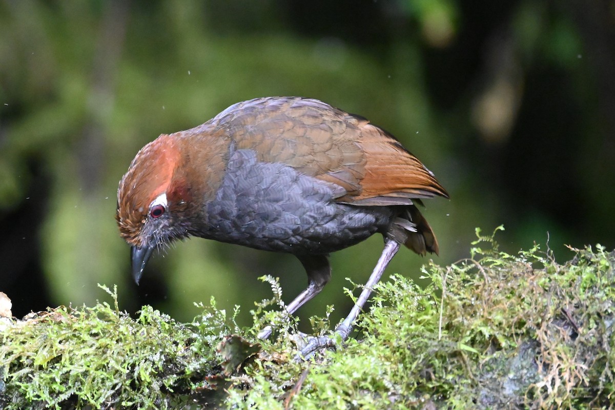 Chestnut-naped Antpitta - ML646696458