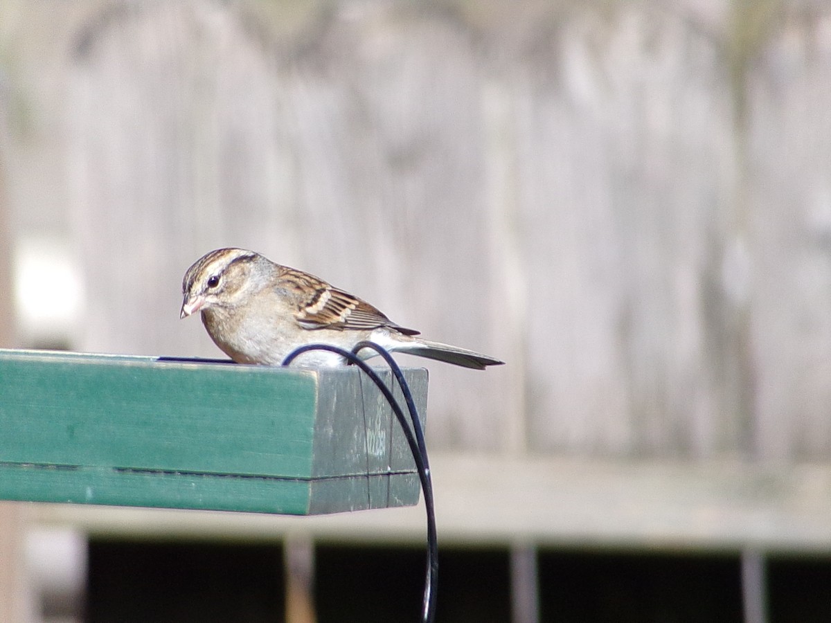 Chipping Sparrow - ML646696460