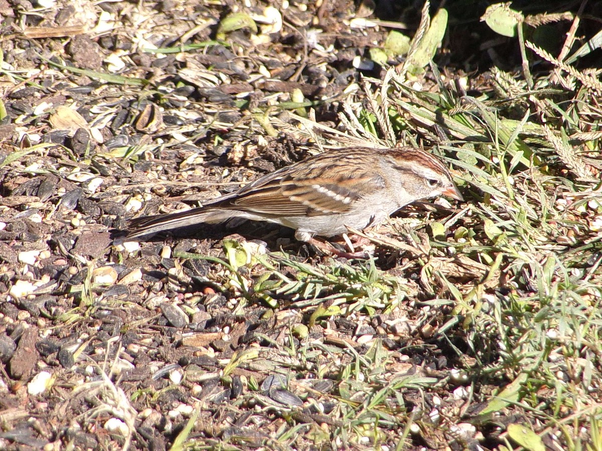 Chipping Sparrow - ML646696461
