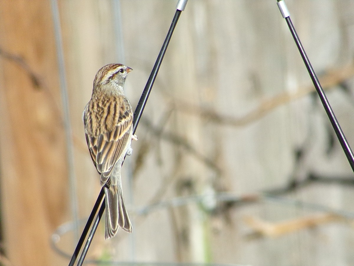 Chipping Sparrow - ML646696462