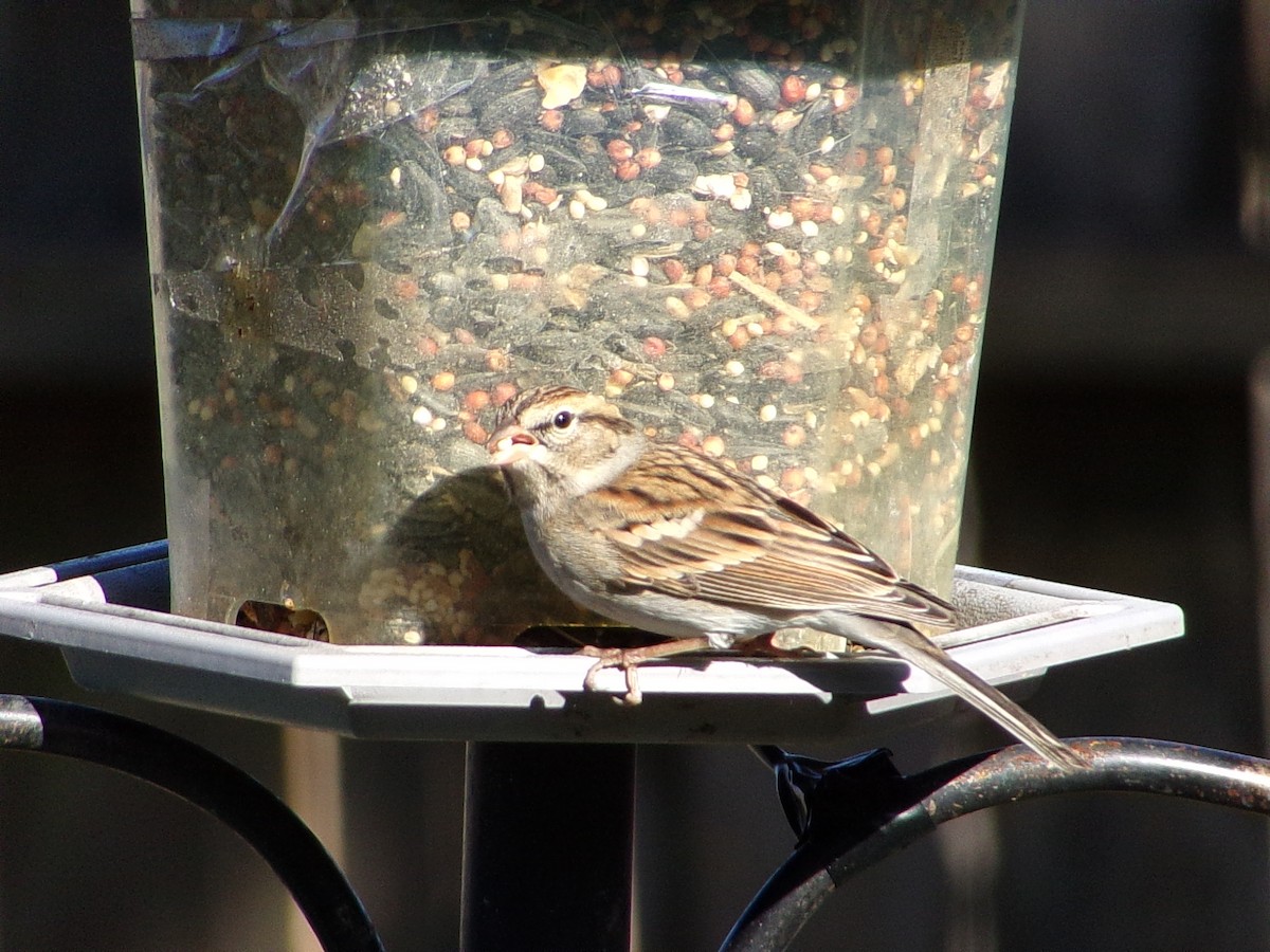 Chipping Sparrow - ML646696463