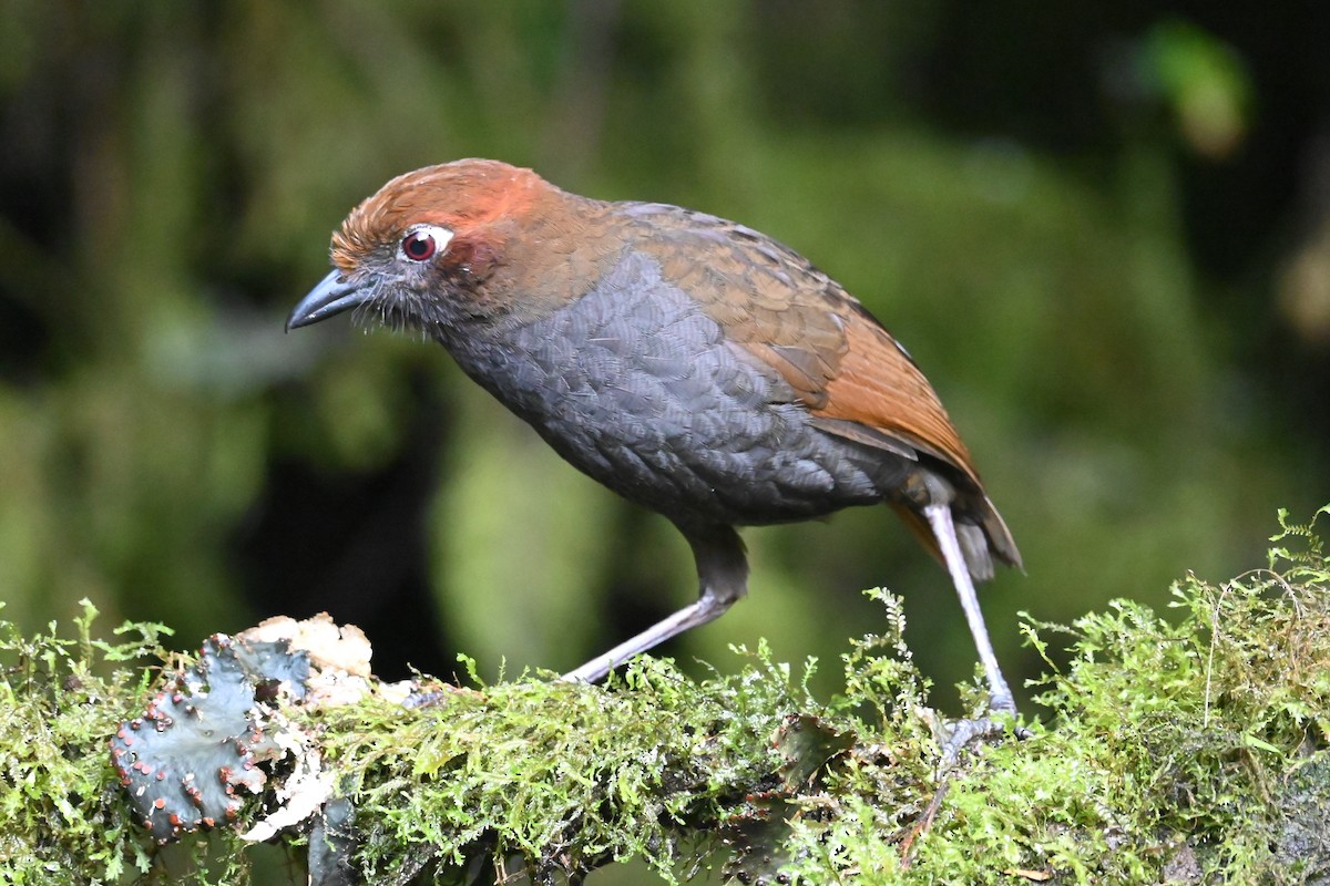 Chestnut-naped Antpitta - ML646696464
