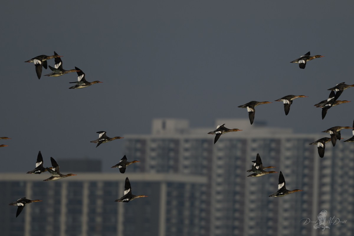 Red-breasted Merganser - ML646696467