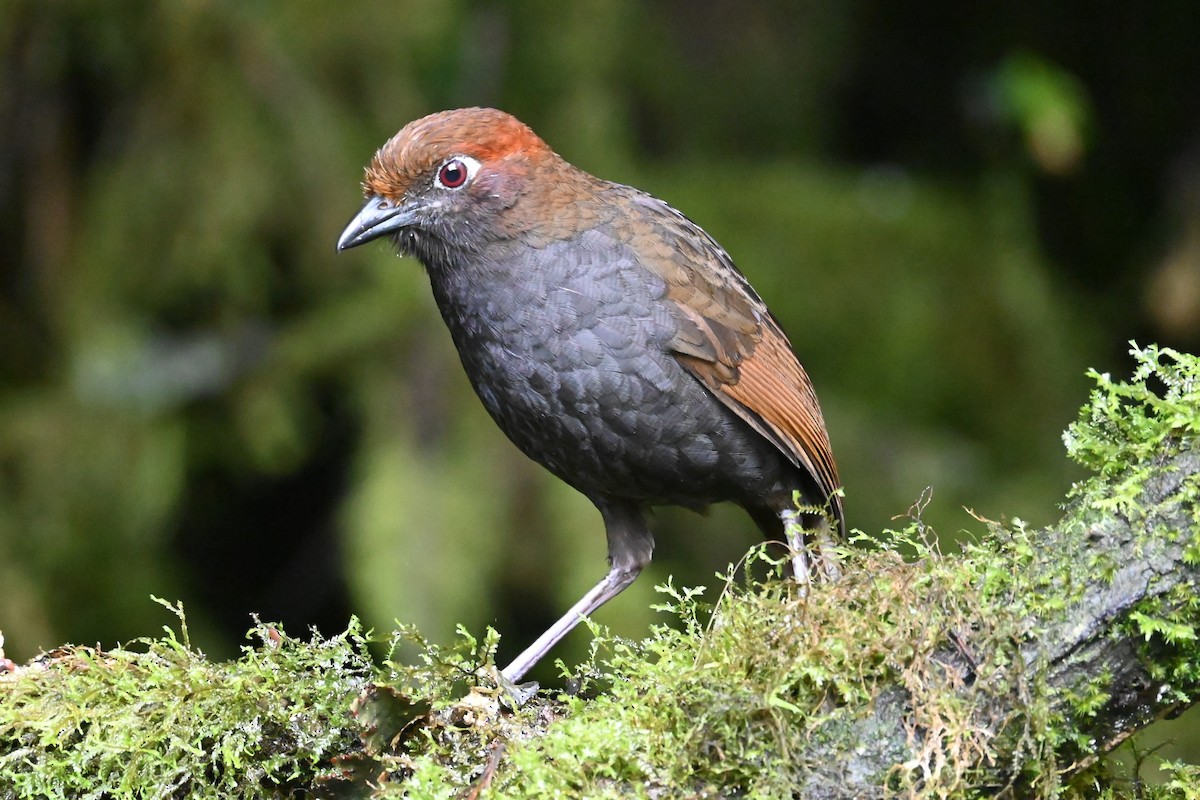 Chestnut-naped Antpitta - ML646696479