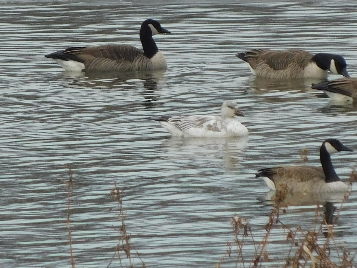 Snow Goose - ML646696482