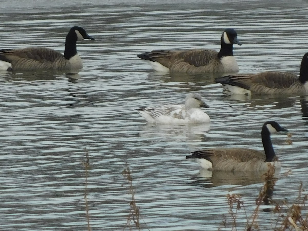 Snow Goose - ML646696484