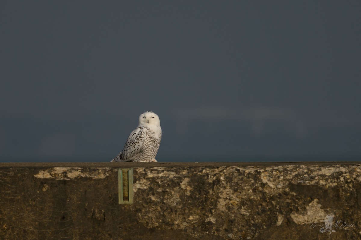 Snowy Owl - ML646696486