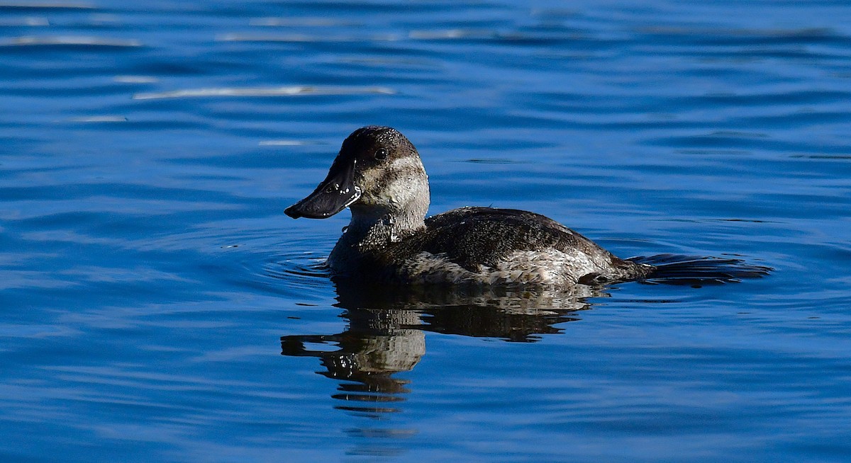 Ruddy Duck - ML646696494