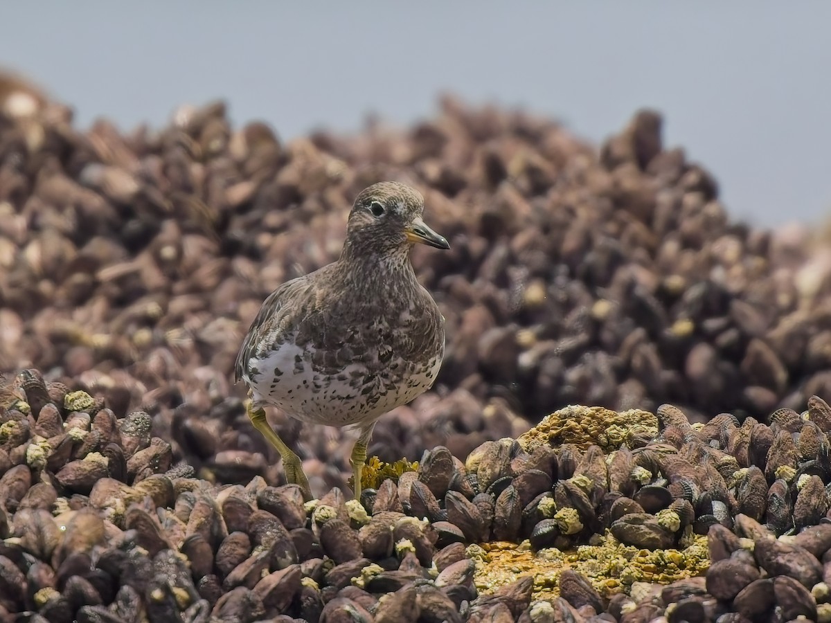 Surfbird - ML646696500