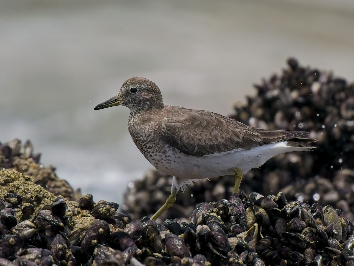 Surfbird - ML646696501