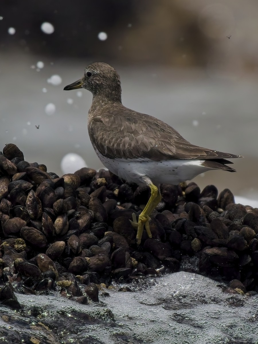 Surfbird - ML646696502