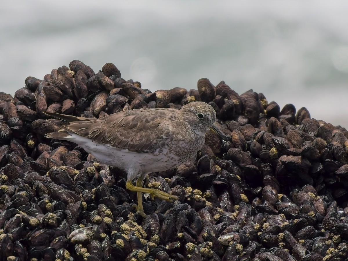 Surfbird - ML646696503