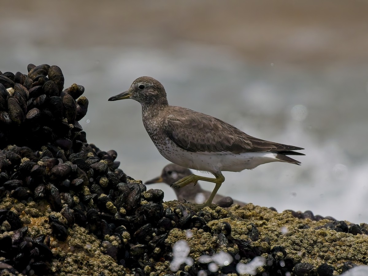 Surfbird - ML646696505