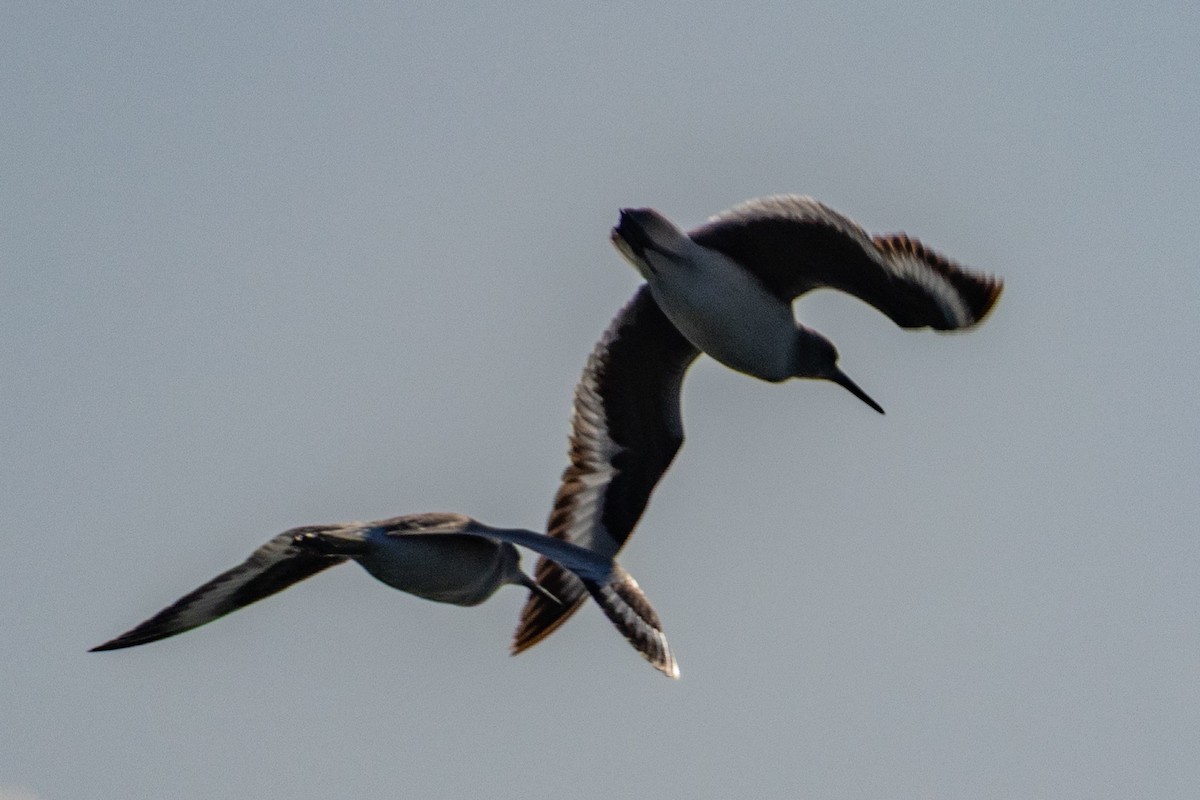 Schlammtreter - ML646696507