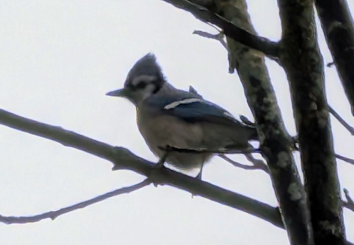 Голубая сойка - ML646696513