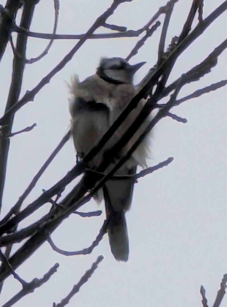 Голубая сойка - ML646696514