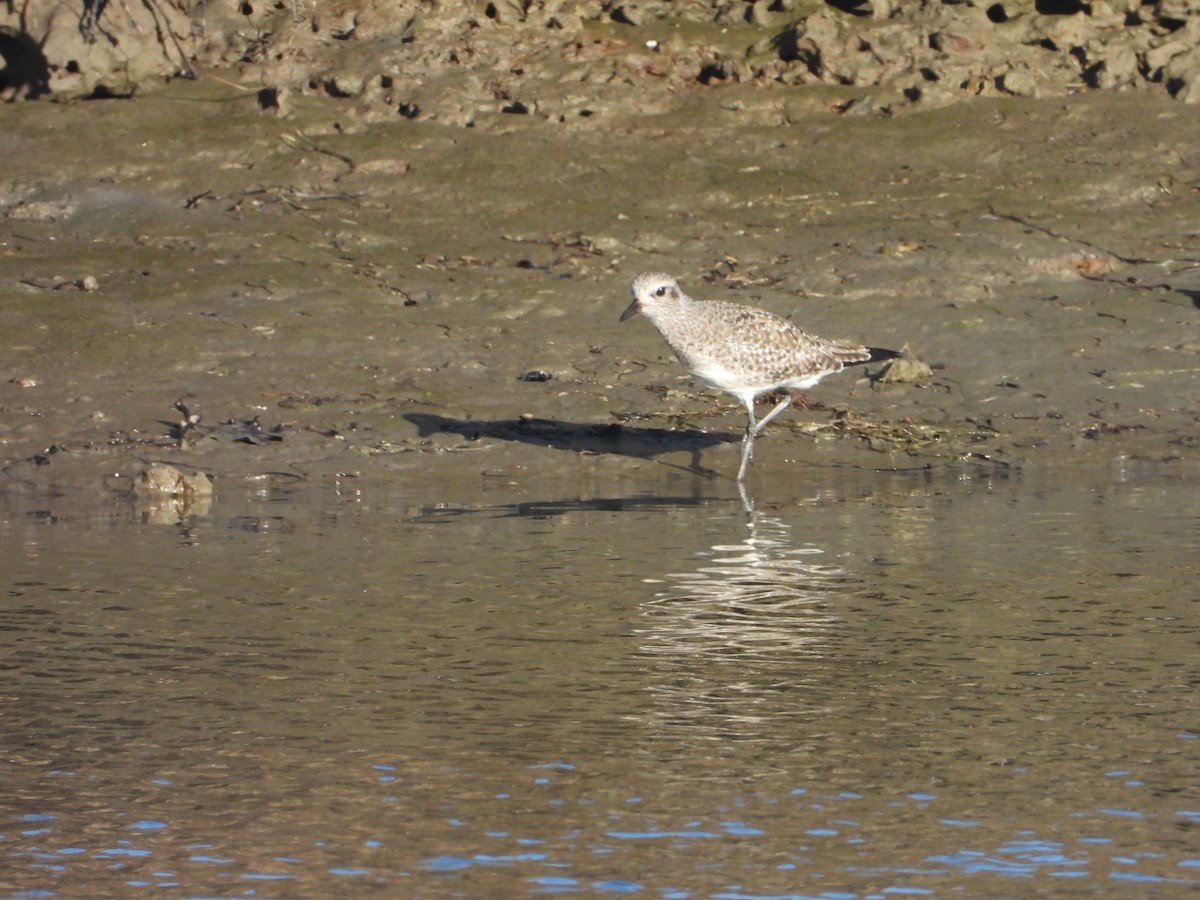 Black-bellied Plover - ML646696516