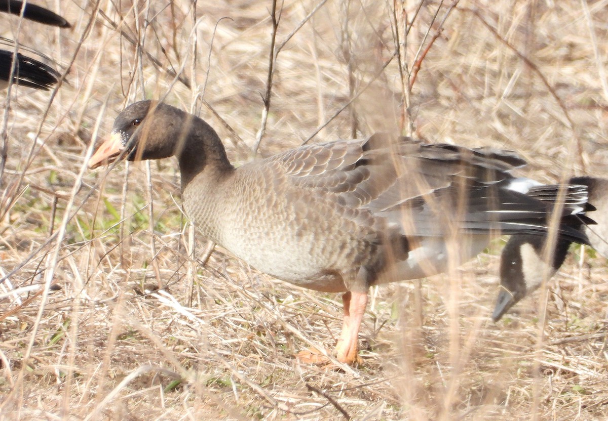 husa běločelá - ML646696519