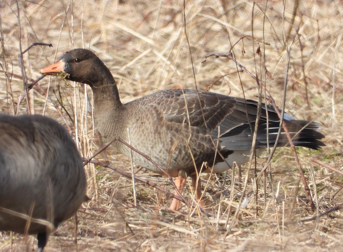 husa běločelá - ML646696520