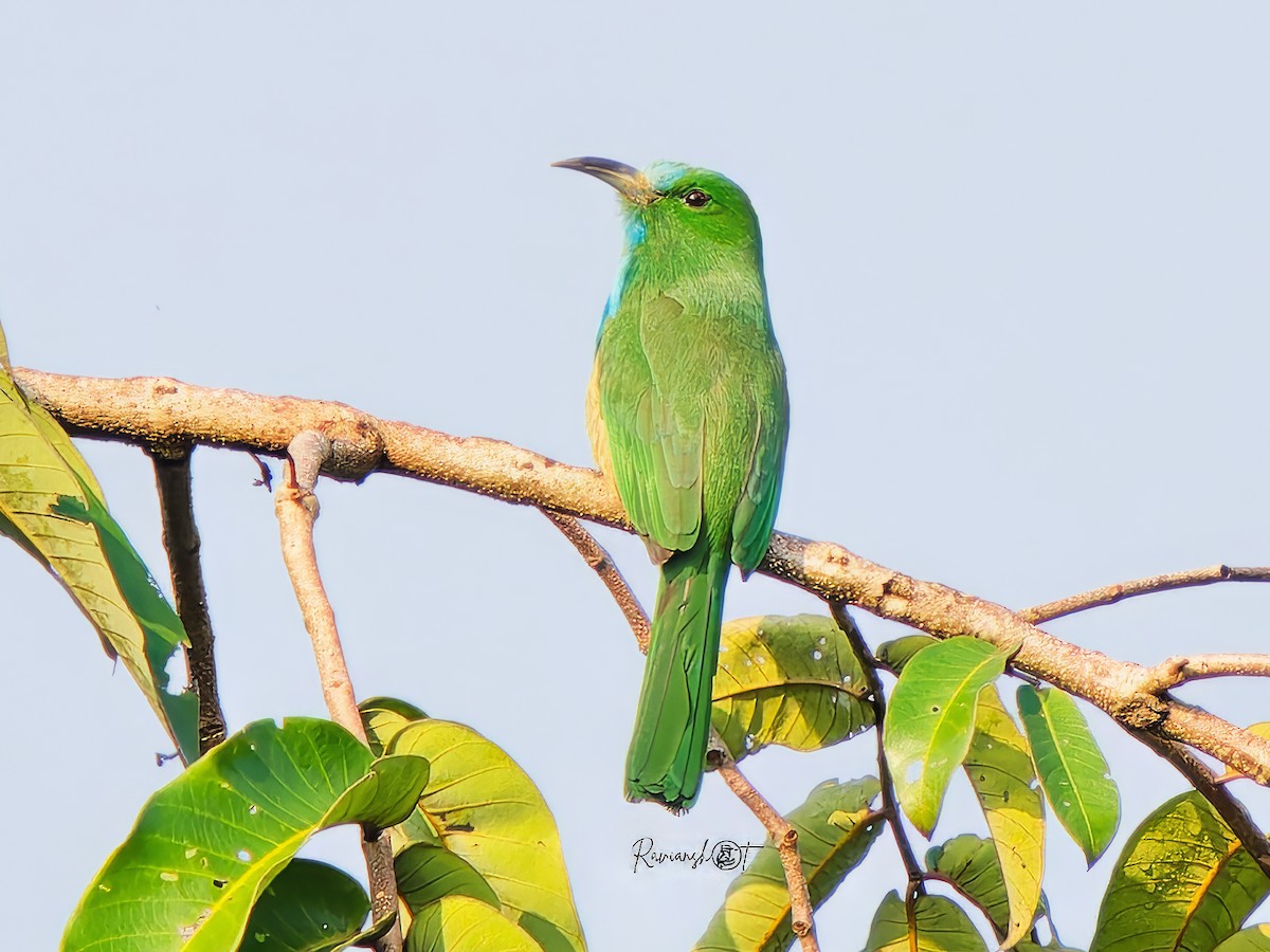 アオムネハチクイ - ML646696521