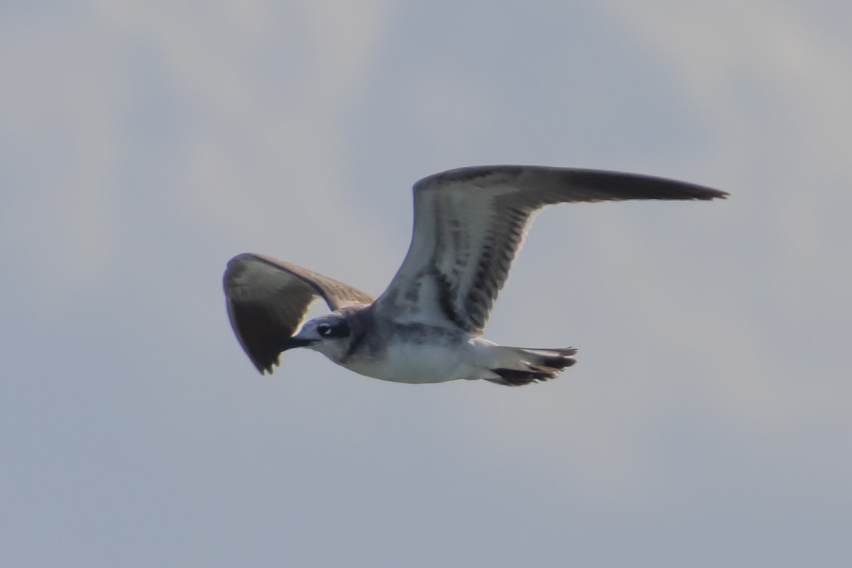 Gabbiano sghignazzante - ML646696526