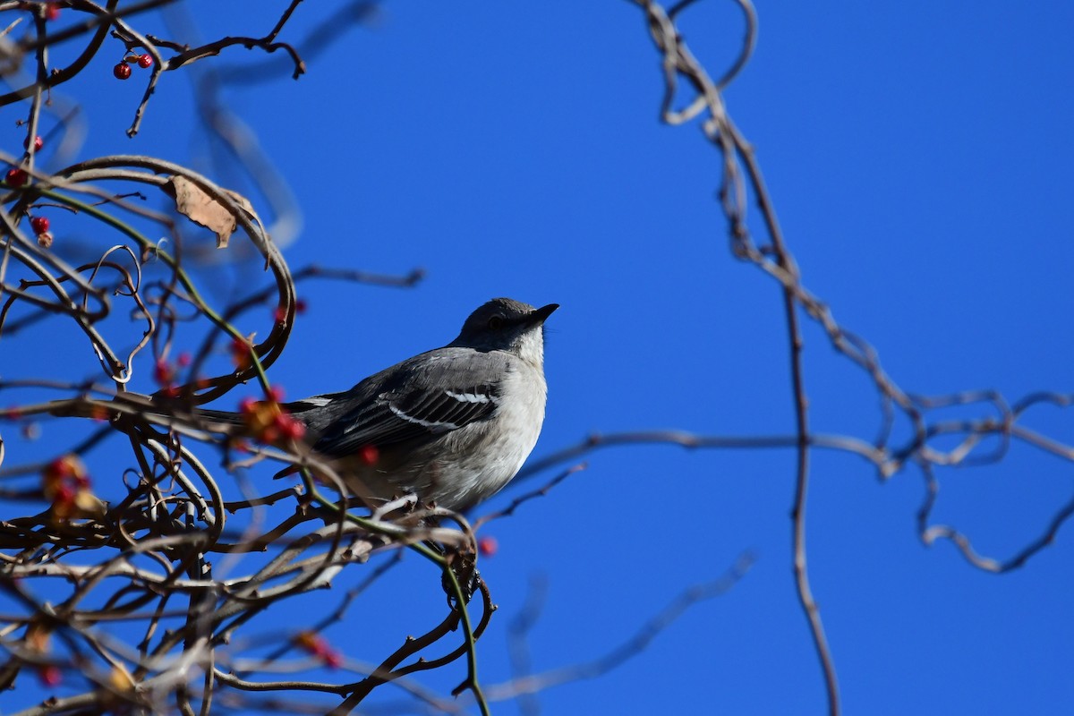 Northern Mockingbird - ML646696544