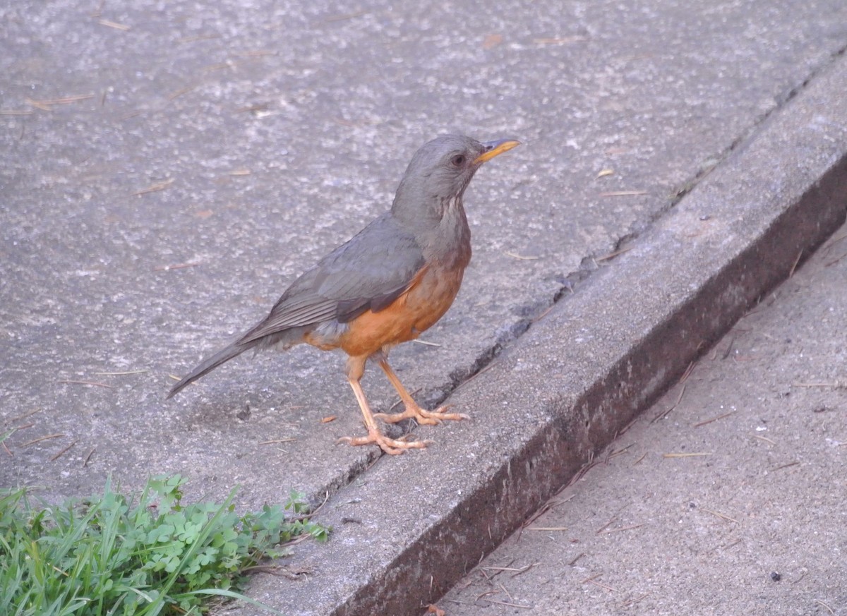 auroratrost - ML646696545