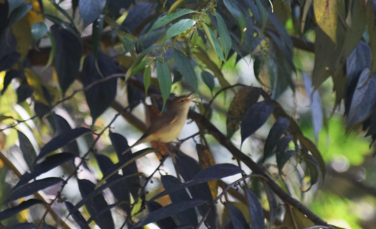 østsanger - ML646696555