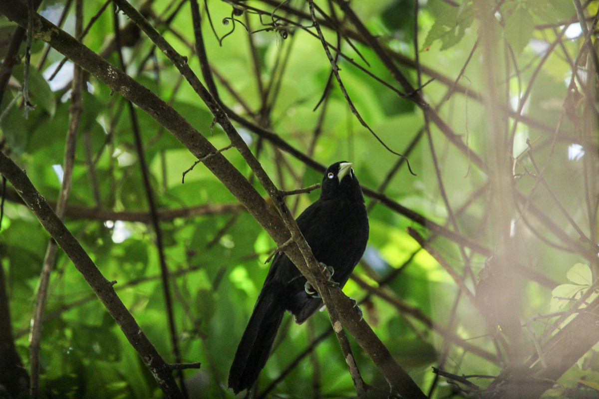 Yellow-billed Cacique - ML646696557