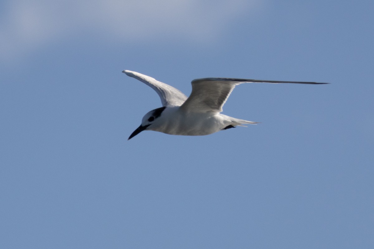 splitterne - ML646696558