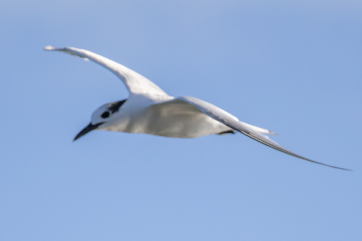 splitterne - ML646696559