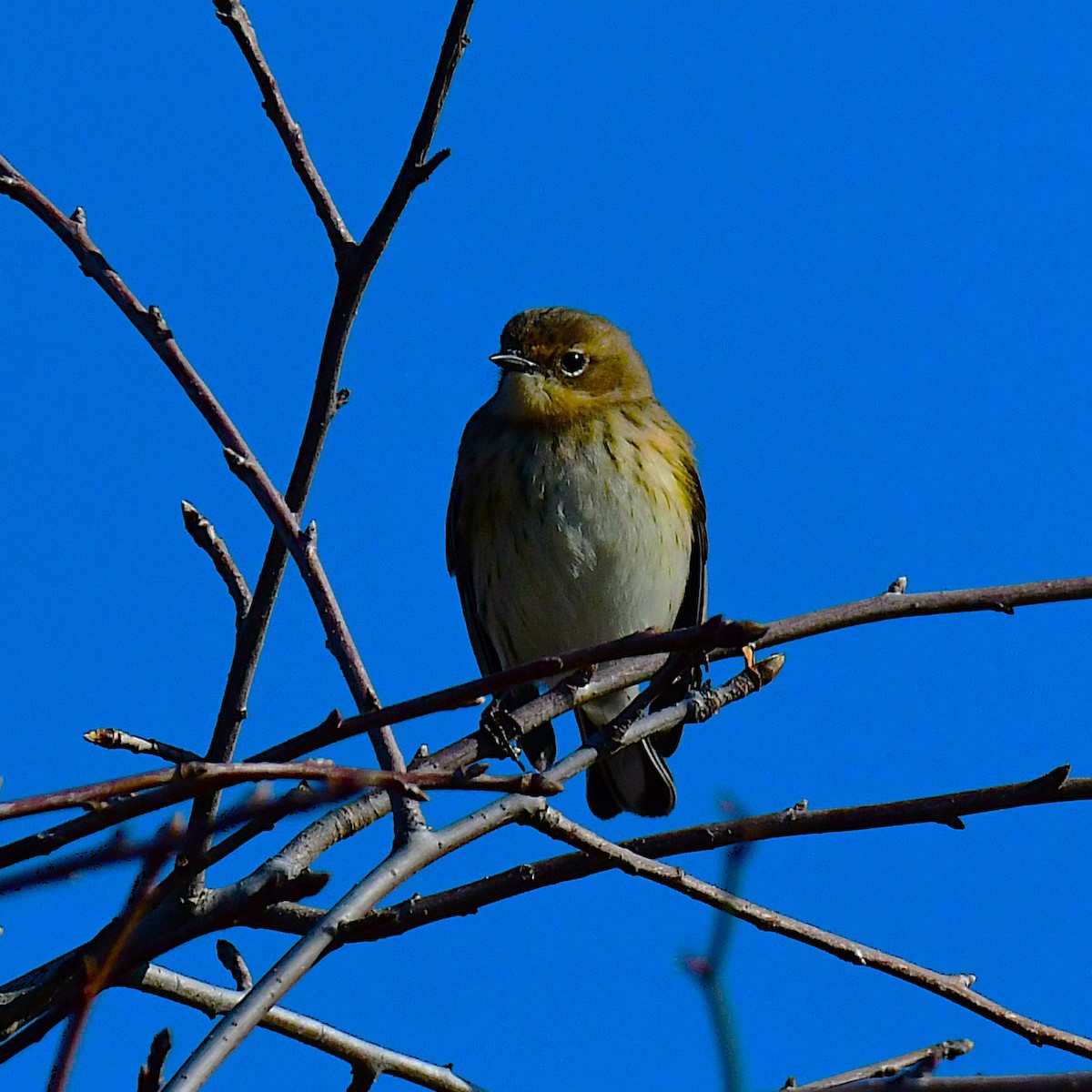 Yellow-rumped Warbler (Myrtle) - ML646696560
