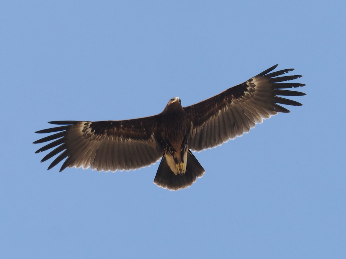 Бор бүргэд - ML646696562