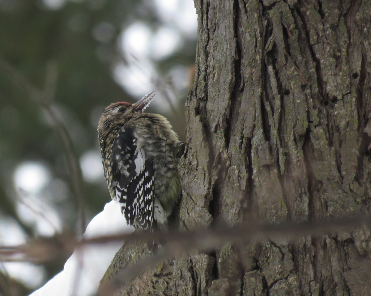 Sarı Karınlı Ağaçkakan - ML646696579