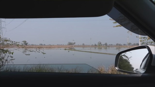 זרון סוף - ML646696582