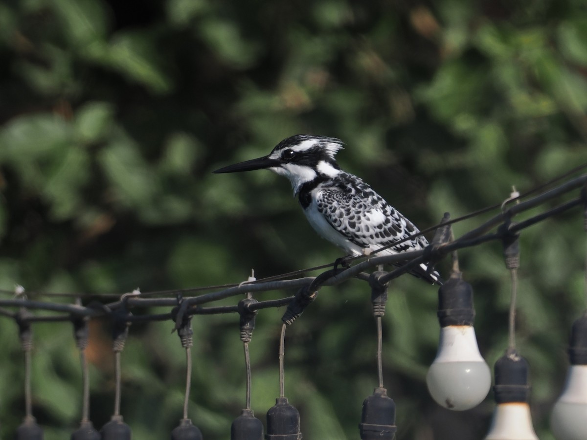 Pied Kingfisher - ML646696585
