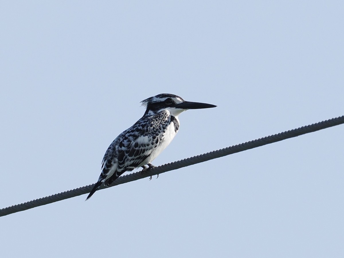 Pied Kingfisher - ML646696586
